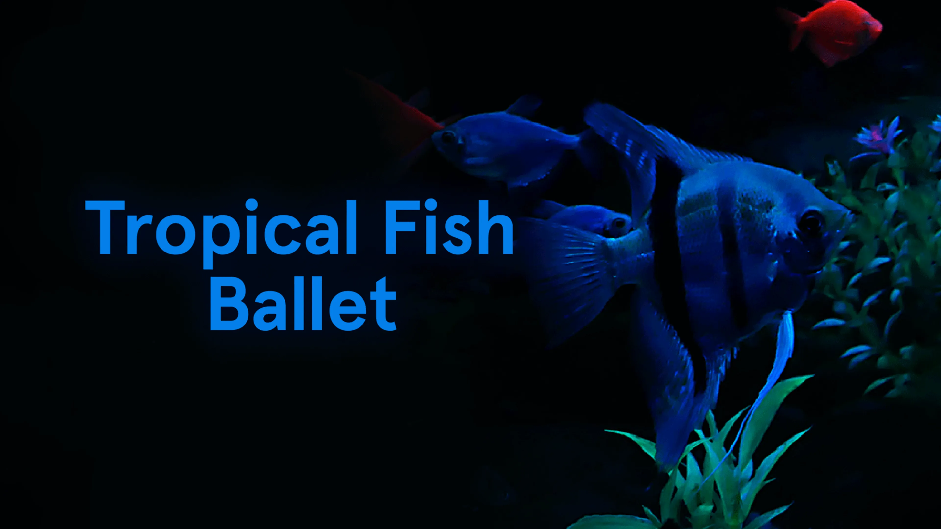 Tropical Fish Ballet poster